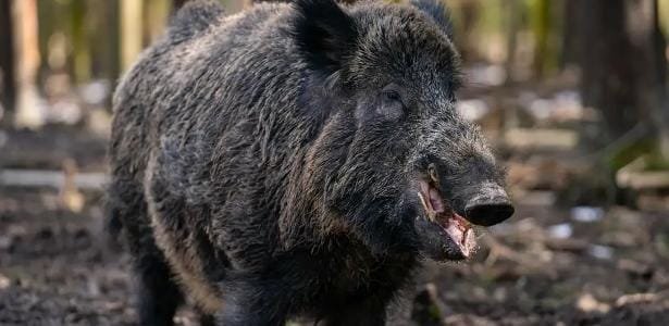 javalis radioativos intrigam a Alemanha