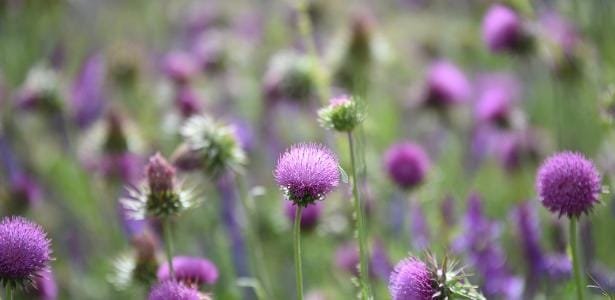 27 mensagens da estação das flores