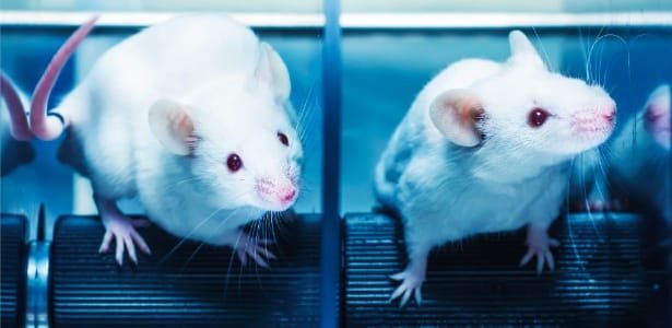 Cientistas criam camundongos com dois pais machos na China