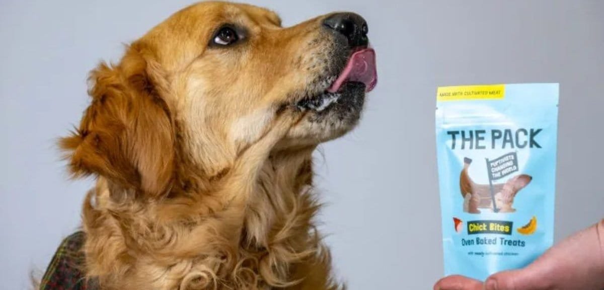 Empresa lança primeira ração para cachorro com carne feita em laboratório
