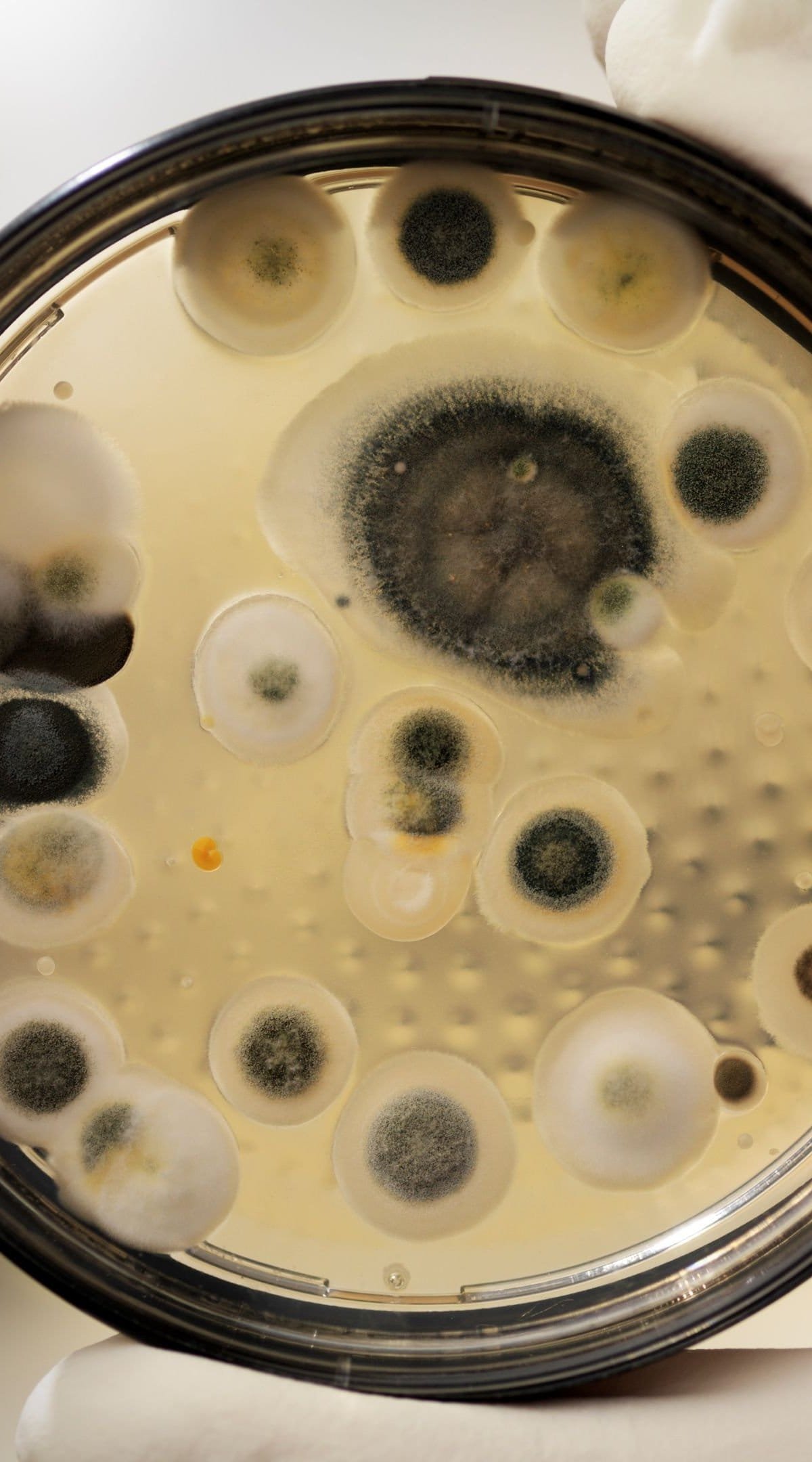 Conheça os principais tipos de mofo encontrados em casa