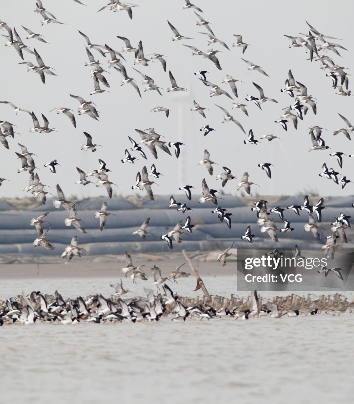 Como pássaros e outros animais usam o campo magnético da Terra para se orientar?