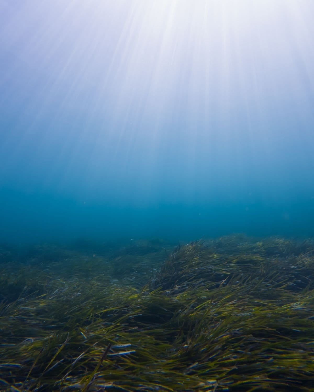 Estudo descobre anomalia radioativa no fundo do Oceano Pacífico