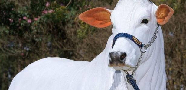 Vaca que vale R$ 21 milhões é clonada no Brasil