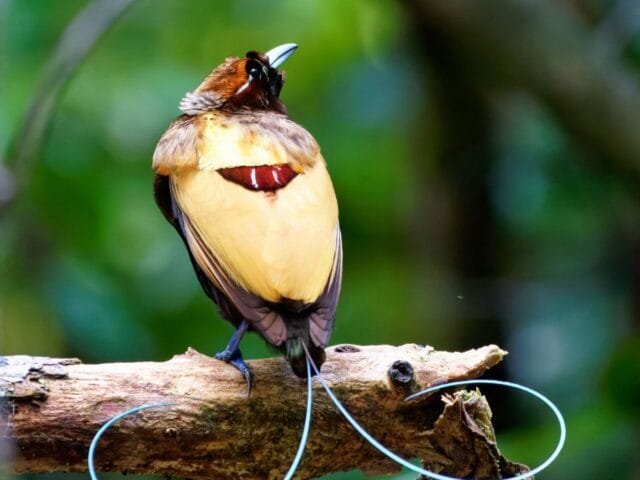 A maioria das aves-do-paraíso emite luz através de suas penas, diz estudo