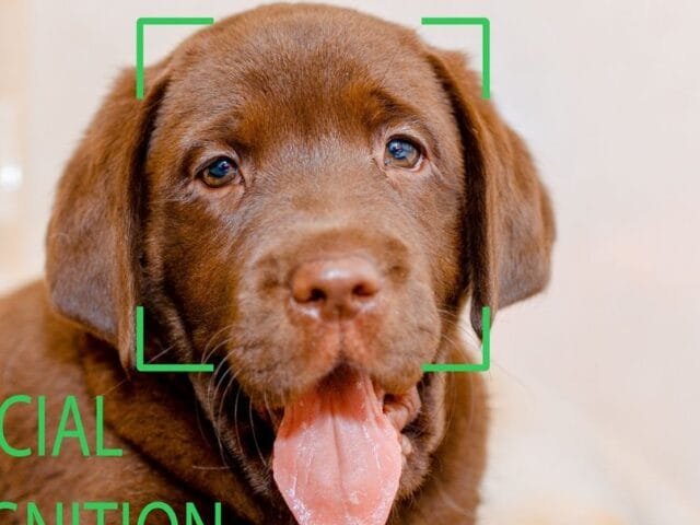 IA treinada em ler focinhos consegue identificar estresse e dor em animais
