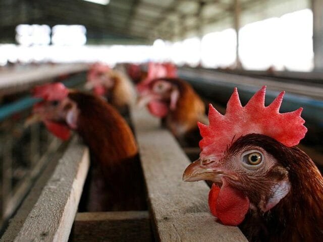Cientistas alertam para risco de pandemia com gripe aviária