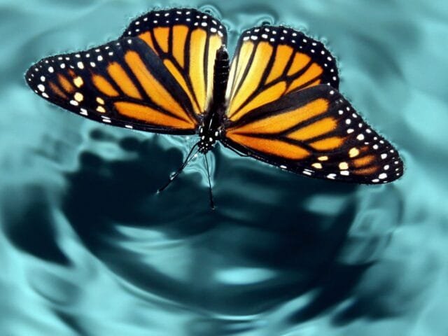 O efeito borboleta: cientistas podem ter revelado mistério de 50 anos