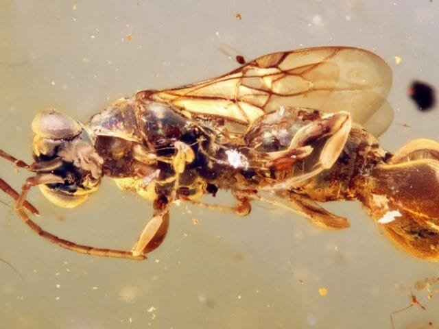 Vespa da era dos dinossauros usava armadilha na barriga para capturar presas