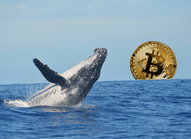 Are Bitcoin Whales Really Dumping Their BTC Holdings On ‘Trump Bump’ Fears?