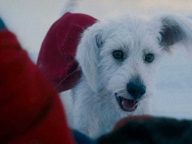 Superman ganha nova prévia com Krypto e Fortaleza da Solidão! Confira a cena