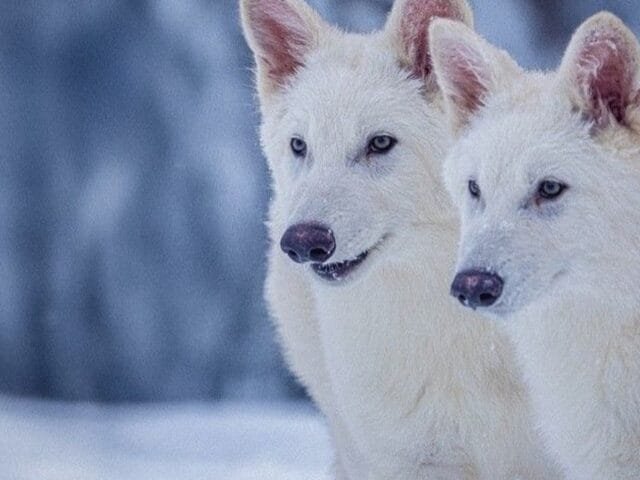 A mentira sobre o lobo-terrível: animal extinto não foi ‘revivido’ por cientistas; entenda