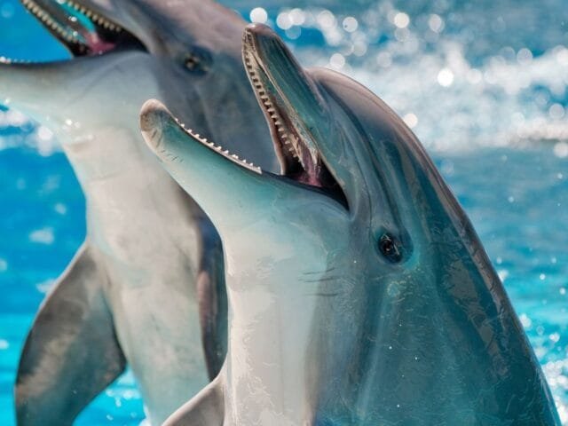 DolphinGemma: novo modelo de IA do Google facilita ‘conversas’ entre humanos e golfinhos