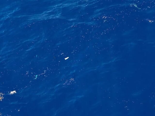 A Grande Mancha de Lixo do Pacífico está se transformando em um ecossistema