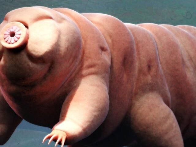 Como tardígrados podem ajudar humanos a sobreviver no espaço?