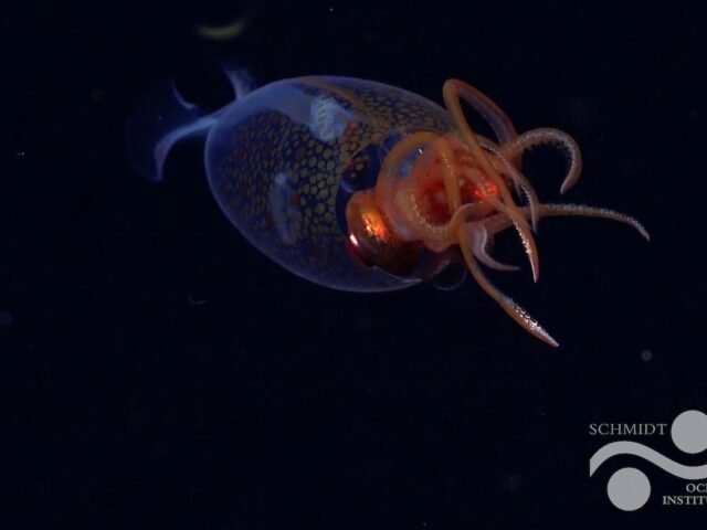 Misteriosa lula-colossal é vista viva pela primeira vez em seu habitat; veja imagens