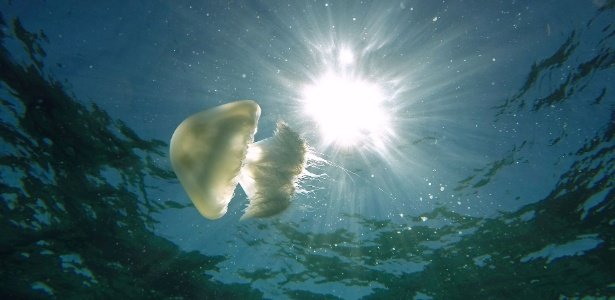 Qual o melhor remédio para queimadura de água-viva? Não é o xixi