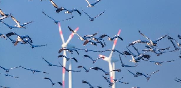novas turbinas eólicas são amigas das aves