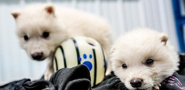 Cientistas recriam em laboratório lobo extinto há 15 mil anos; veja