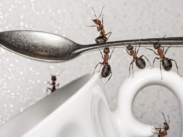 Could not load file or assembly ‘System.Net.Http.Formatting’ or one of its dependencies. The located assembly’s manifest definition does not match the assembly reference. (Exception from HRESULT: 0x80131040)