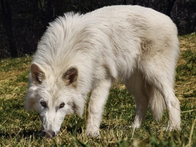 Could not load file or assembly ‘System.Net.Http.Formatting’ or one of its dependencies. The located assembly’s manifest definition does not match the assembly reference. (Exception from HRESULT: 0x80131040)