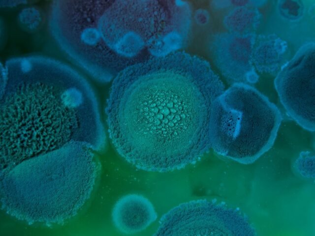 The Last of Us? Saiba como as mudanças climáticas ampliam risco de infecções fúngicas reais