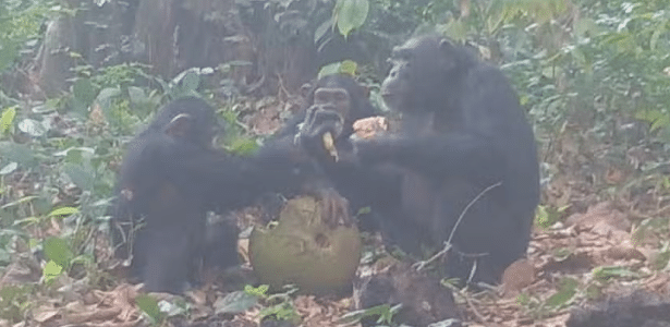 Origem da celebração? Macacos consomem álcool em grupo