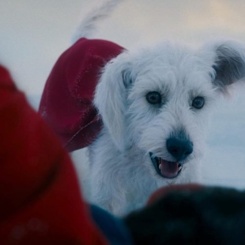 Superman ganha nova prévia com Krypto e Fortaleza da Solidão! Confira a cena