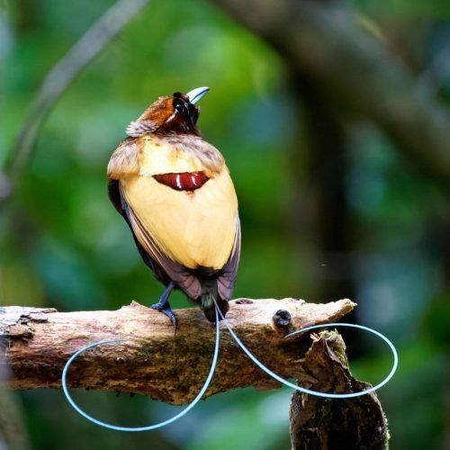 A maioria das aves-do-paraíso emite luz através de suas penas, diz estudo