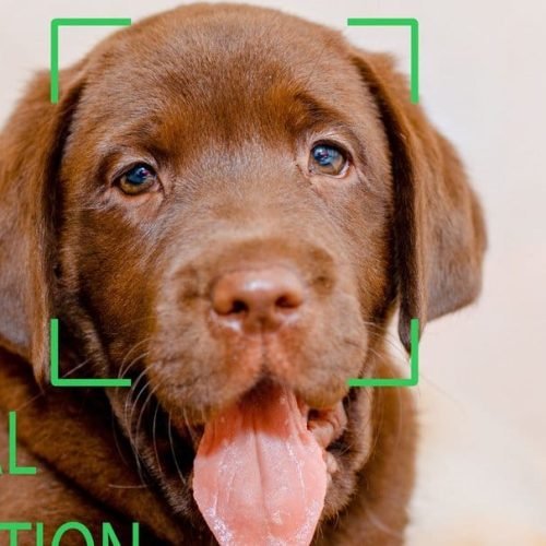 IA treinada em ler focinhos consegue identificar estresse e dor em animais