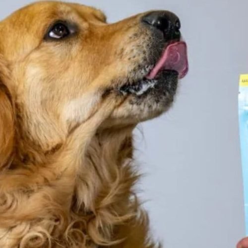 Empresa lança primeira ração para cachorro com carne feita em laboratório