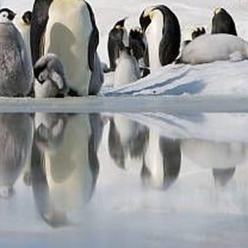 6 equívocos sobre a Antártida, o continente gelado