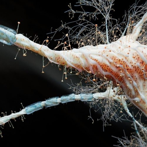 Aprendizado de máquina e algoritmos estão sendo usados para identificar doenças degenerativas