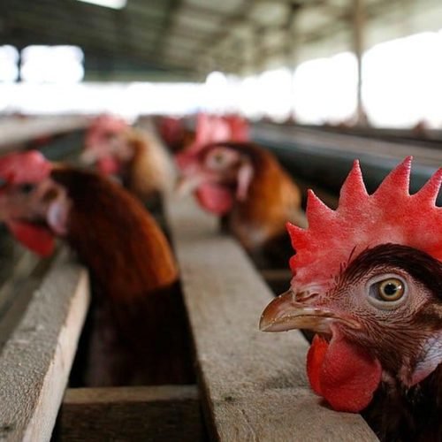 Cientistas alertam para risco de pandemia com gripe aviária