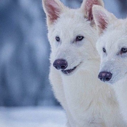 A mentira sobre o lobo-terrível: animal extinto não foi ‘revivido’ por cientistas; entenda