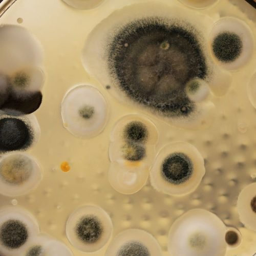 Conheça os principais tipos de mofo encontrados em casa