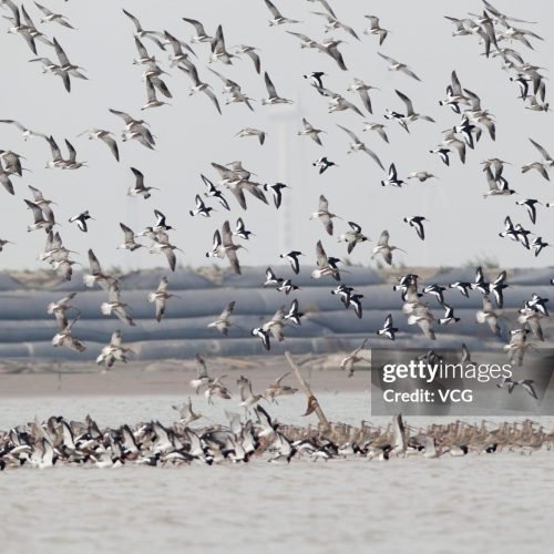 Como pássaros e outros animais usam o campo magnético da Terra para se orientar?