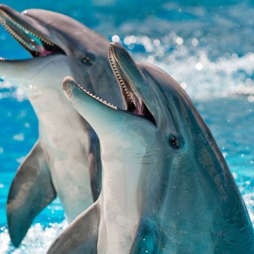 DolphinGemma: novo modelo de IA do Google facilita ‘conversas’ entre humanos e golfinhos