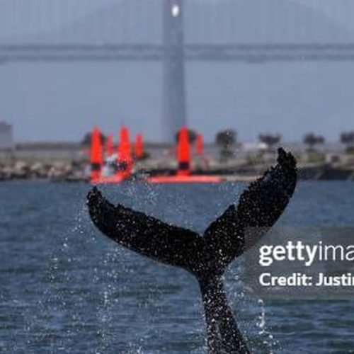 Canto das baleias jubarte segue princípios da linguagem humana; entenda