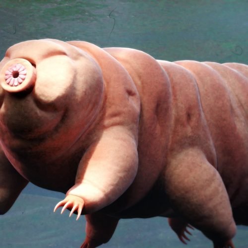 Como tardígrados podem ajudar humanos a sobreviver no espaço?