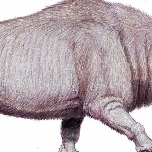 Conheça o ‘unicórnio da Sibéria’, o animal que pode ter inspirado contos de fadas