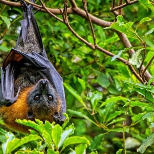 Dois homens morrem ao usar fezes de morcego para cultivar maconha; afinal, o que houve?