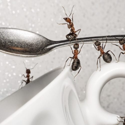 Could not load file or assembly ‘System.Net.Http.Formatting’ or one of its dependencies. The located assembly’s manifest definition does not match the assembly reference. (Exception from HRESULT: 0x80131040)