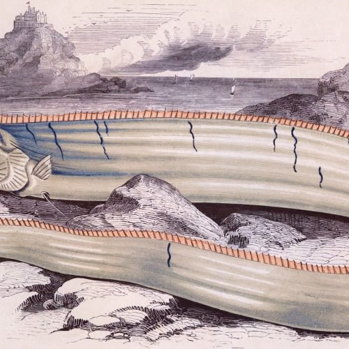 ‘Peixe do Fim do Mundo’ é visto no México, mas ele é mesmo assim tão ruim?