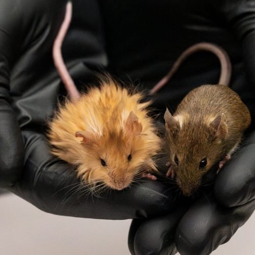 Camundongos lanosos reacendem debate sobre desextinção – Coluna do The BRIEF