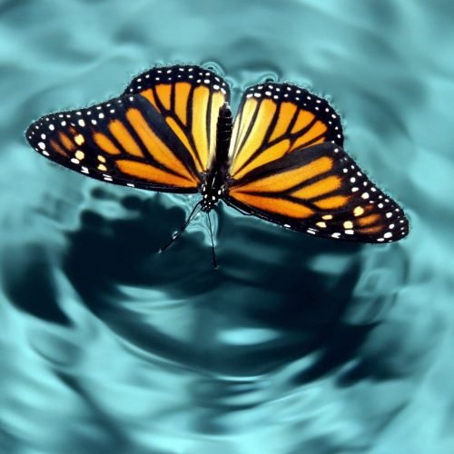 O efeito borboleta: cientistas podem ter revelado mistério de 50 anos