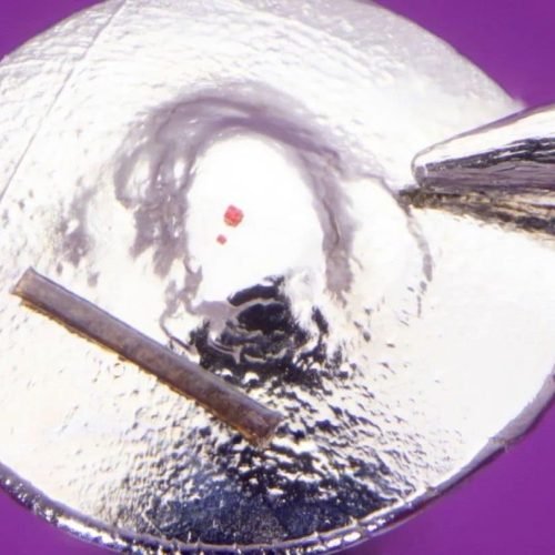 Menor escultura do mundo: Lego do tamanho de leucócito vai para o Guinness