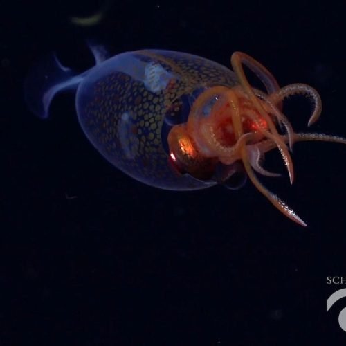 Misteriosa lula-colossal é vista viva pela primeira vez em seu habitat; veja imagens