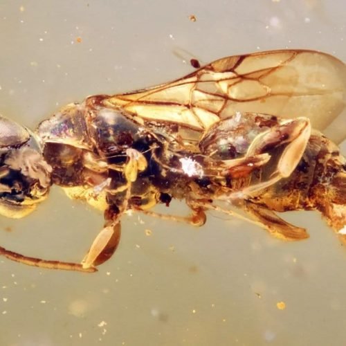 Vespa da era dos dinossauros usava armadilha na barriga para capturar presas