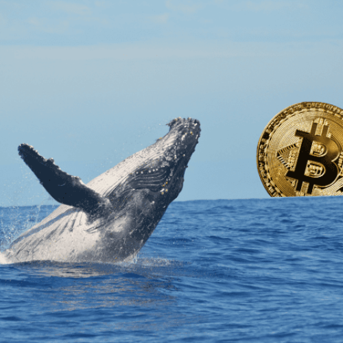 Are Bitcoin Whales Really Dumping Their BTC Holdings On ‘Trump Bump’ Fears?